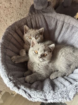 BKH Kitten