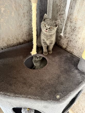 BKH Kitten