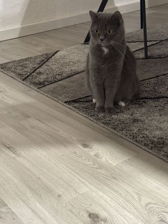 BKH Kitten