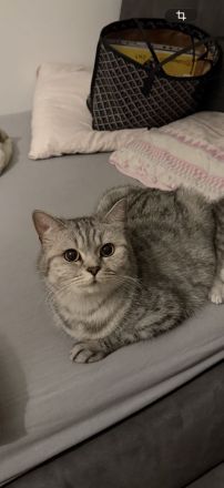 Bkh Katze 4 Jahre alt