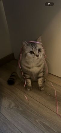 Bkh Katze 4 Jahre alt