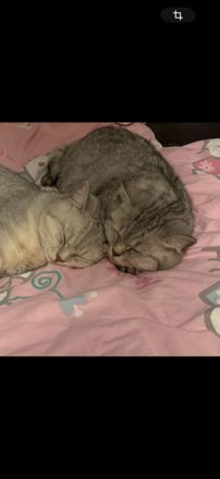 Bkh Katze 4 Jahre alt