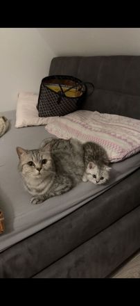 Bkh Katze 4 Jahre alt