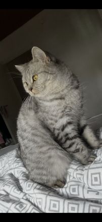 Bkh Katze 4 Jahre alt