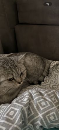 Bkh Katze 4 Jahre alt