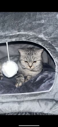 Bkh Katze 4 Jahre alt