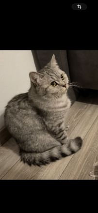Bkh Katze 4 Jahre alt