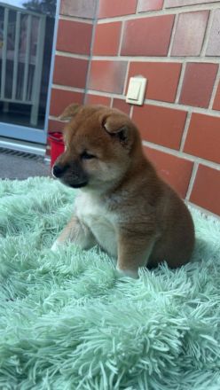 Shiba inu Welpe, Chico