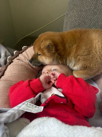 Shiba inu Welpe, Chico