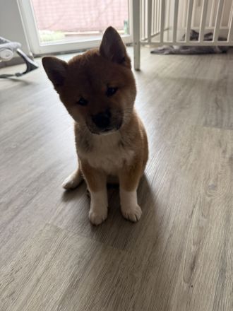Shiba inu Welpe, Chico