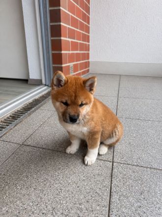 Shiba inu Welpe, Chico