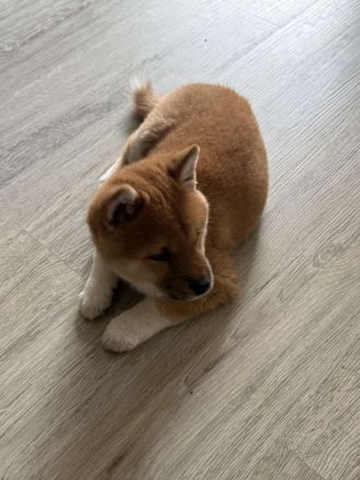 Shiba inu Welpe, Chico