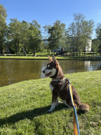 Pomklee
