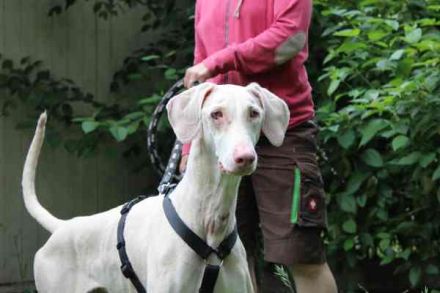 Cyra, Dobermannhündin, geb. 2020, sieht u. hört schlecht, lauffreudig u. aktiv, su. erfahrene Hundeh