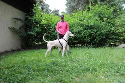 Cyra, Dobermannhündin, geb. 2020, sieht u. hört schlecht, lauffreudig u. aktiv, su. erfahrene Hundeh