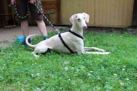 Cyra, Dobermannhündin, geb. 2020, sieht u. hört schlecht, lauffreudig u. aktiv, su. erfahrene Hundeh