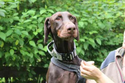 Carlo, Dobermann, geb. 2020, ein loyaler Begleit- und Familienhund