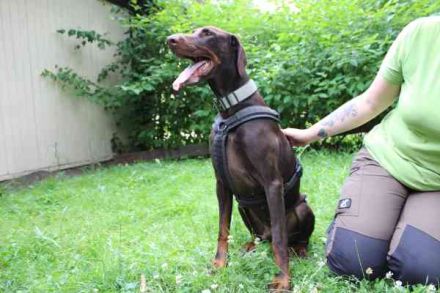 Carlo, Dobermann, geb. 2020, ein loyaler Begleit- und Familienhund