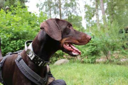 Carlo, Dobermann, geb. 2020, ein loyaler Begleit- und Familienhund