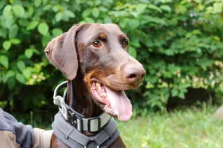 Carlo, Dobermann, geb. 2020, ein loyaler Begleit- und Familienhund