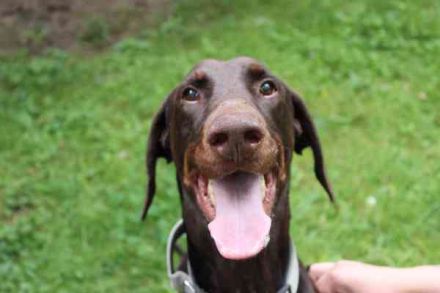 Carlo, Dobermann, geb. 2020, ein loyaler Begleit- und Familienhund
