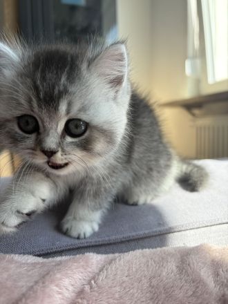 Britisch Kurzhaar Kitten