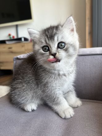 Britisch Kurzhaar Kitten