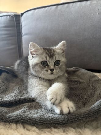 Britisch Kurzhaar Kitten