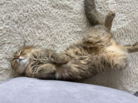 Britisch Kurzhaar Kitten