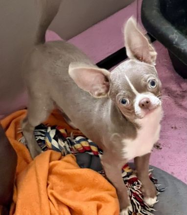 Süße Chihuahua Rüden mit Papieren
