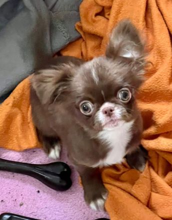 Süße Chihuahua Rüden mit Papieren