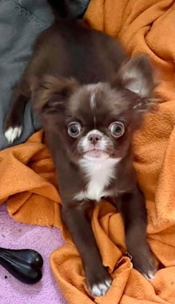 Süße Chihuahua Rüden mit Papieren