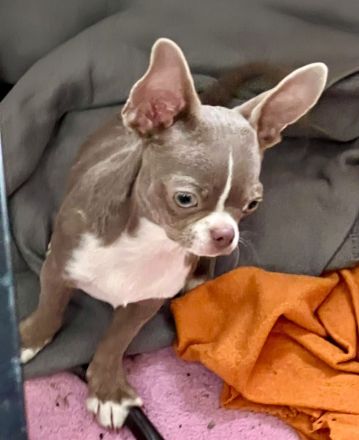 Süße Chihuahua Rüden mit Papieren