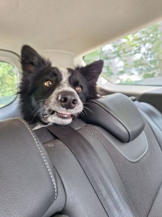 Border Collie Tobi (3 Jahre) sucht ein erfahrenes, liebevolles Zuhause