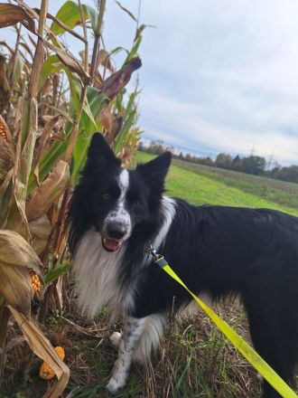 Border Collie Tobi (3 Jahre) sucht ein erfahrenes, liebevolles Zuhause