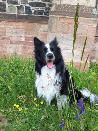 Border Collie Tobi (3 Jahre) sucht ein erfahrenes, liebevolles Zuhause