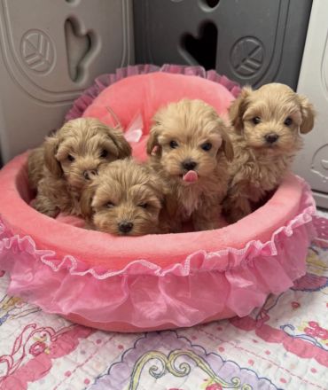 Ausgebildete Teacup-Maltipoo-Welpen