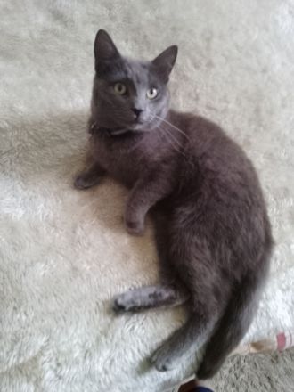 Silva Schmusi sucht ein neues zu Hause 1Jahr jung