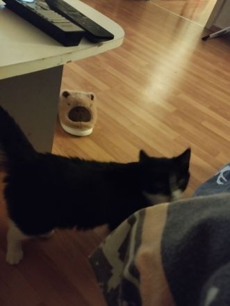10 Monate alter Kater