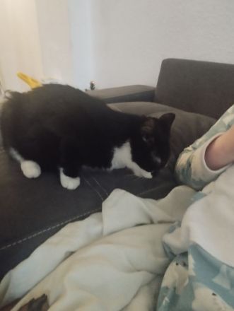 10 Monate alter Kater