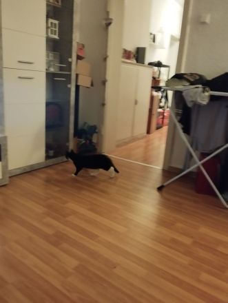 10 Monate alter Kater