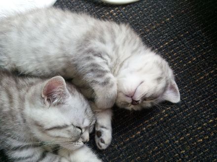 BKH Katzen Babys