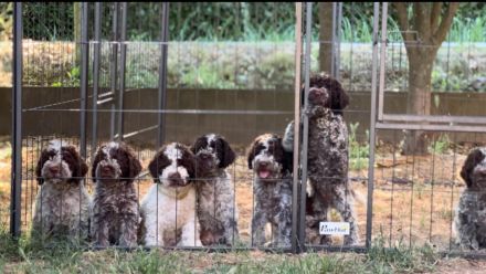 Cuccioli di Lagotto Romagnolo