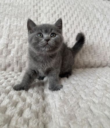 BKH Kitten