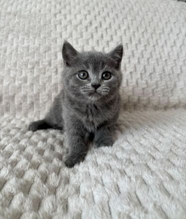 BKH Kitten
