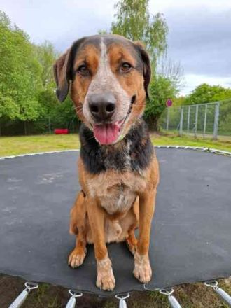 Henry, Labradormix, geb. 2019, hat fast sein ganzes Leben im Tierheim verbracht
