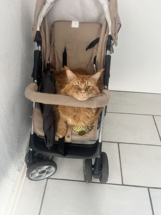 Maine Coon Kater mit Stammbaum sucht liebevolles Zuhause