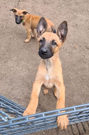 Malinois Welpen, 10 Wochen alt