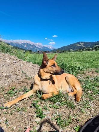 belgische Schäferhund Welpen