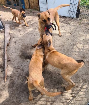 Malinois Welpen ab sofort abzugeben
